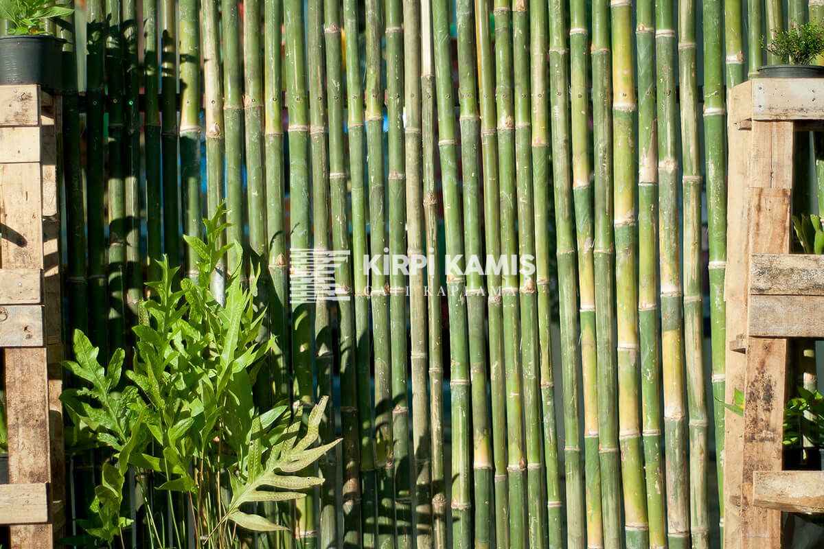 Bambu Nedir?