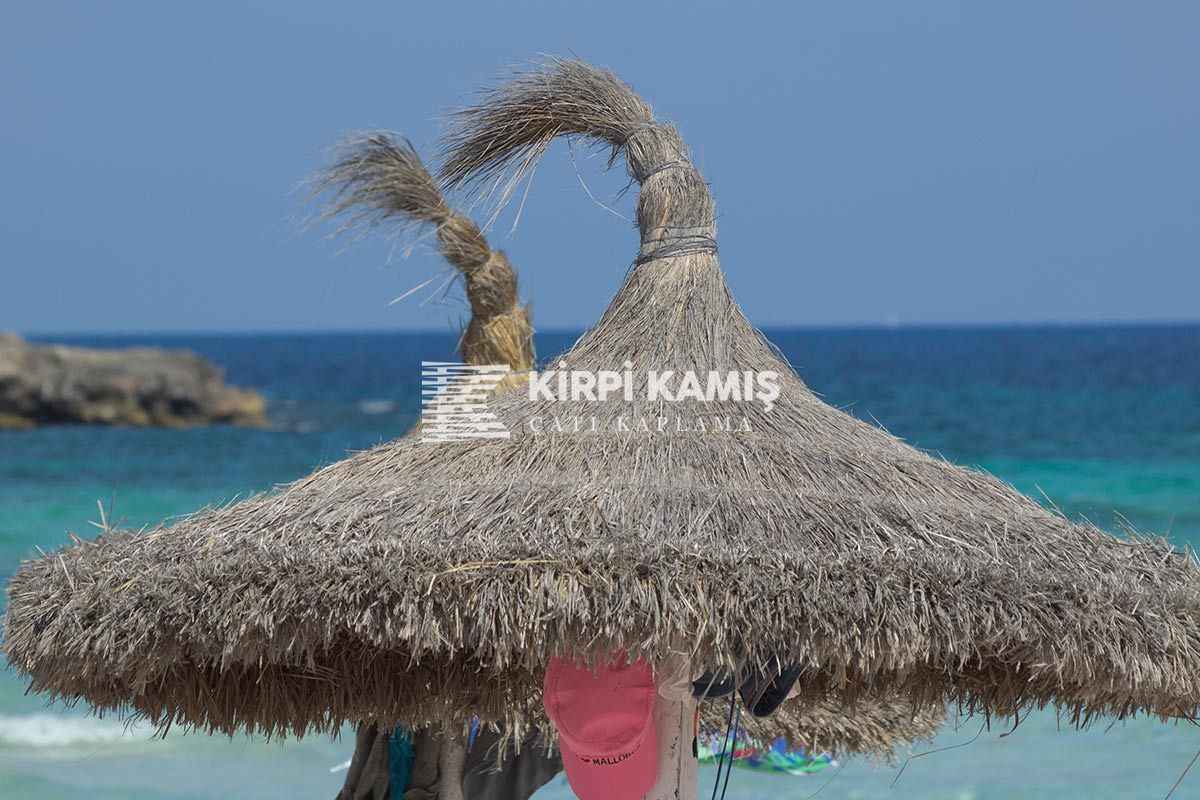 Kamış Nedir? Kamıştan Neler Yapılır?
