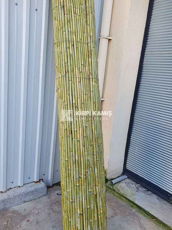 Bambu Kamış